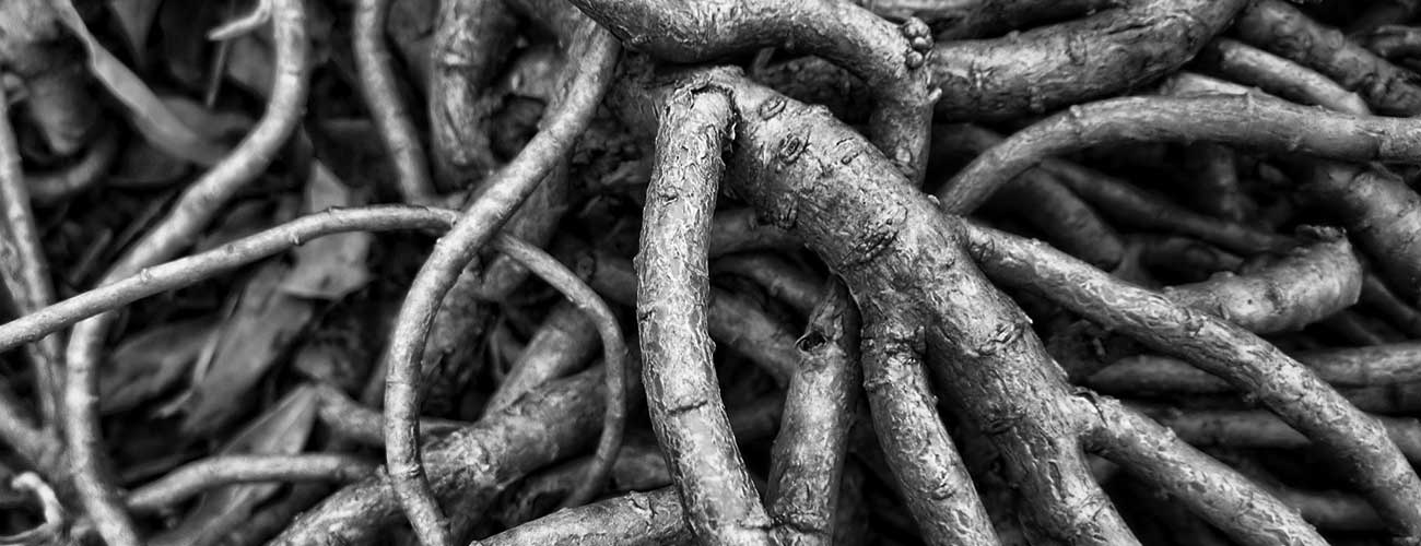 Closeup photo of tree roots, by