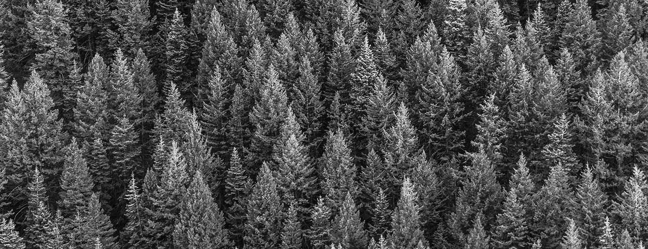 Aerial photograph of dense forest of pine trees, by Matthew Montrone