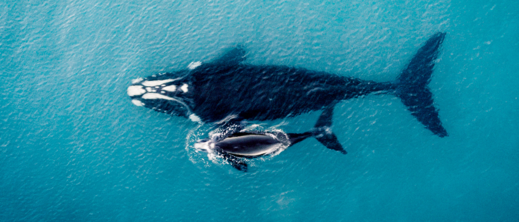 Aerial picture of two orcas, mother and child, swimming near surface of ocean